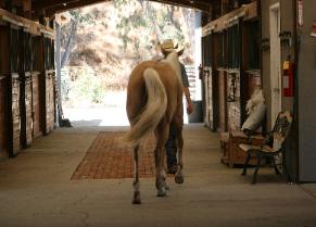 Horse Boarding Stable and Horse Training Facility in Sacramento Davis  
